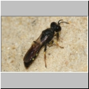 Crabro scutellatus - Grabwespe m10a 8-9mm - Sandgrube Niedringhaussee.jpg